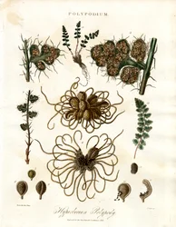 Hyperborean Polypody - Ferns of the Genus Polypodium
