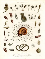 Infusoria or Worms Generated in Infusions