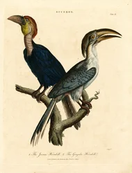 Javan Hornbill and Gingala Hornbill