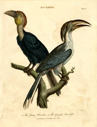 Javan Hornbill and Gingala Hornbill
