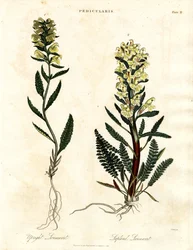 Lousewort Species
