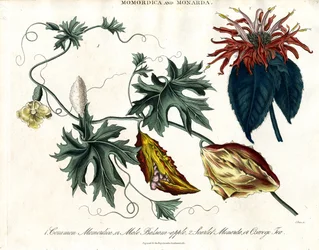 Momordica and Monarda