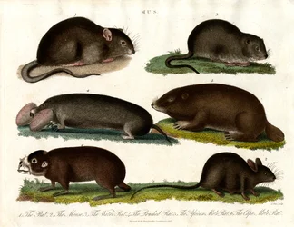 Mus: Illustration of Various Rodents of the Genus Mus