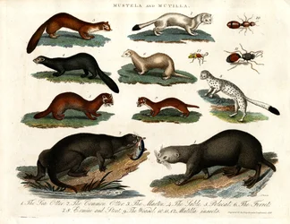 Illustration of Various Mustelids and Mutilla Insects