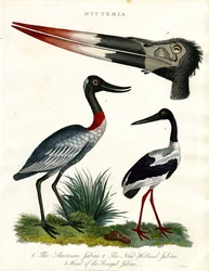 American, New Holland and Senegal Jabiru