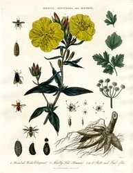 Oenanthe, Oenothera and Oestrus - Water Dropwort, Evening Primrose and Bot-flies