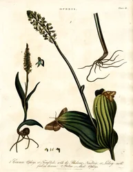 Ophrys Species with Moth