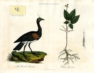 Horned Screamer and Chinese Ginseng