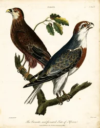 Parasite and Furcated Kite of Africa