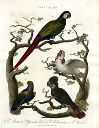 Parrots