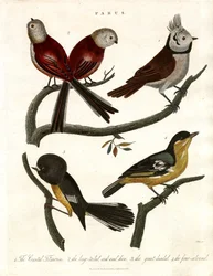 Titmice and Parids