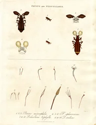 Pausus and Pedicellaria - Insect Species