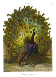 Common Peacock