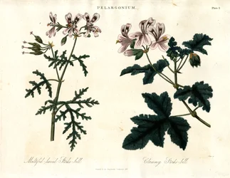 Pelargonium Species: Multifid-leaved Stork
