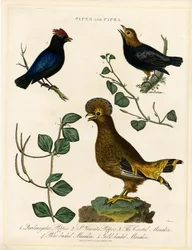 Pepper Birds and Manakins