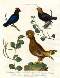 Pepper Plants and Manakins