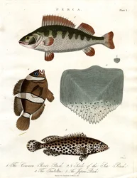 Perch Species