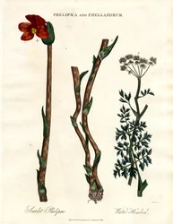 Phelipaea and Phellandrum