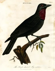 Purple-throated Flycatcher