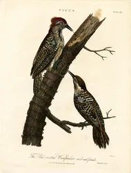 Red-crested Woodpecker (Male and Female)