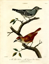 Red Shrike and Cayenne Red Shrike