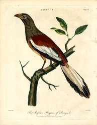 Rufous Magpie of Bengal