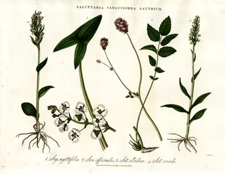 Sagittaria, Sanguisorba and Satyrium: Botanical Representation of Various Plant Species