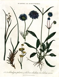 Scabiosa and Scheuchzeria