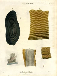 Scales of Fishes