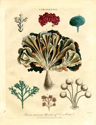 Seven Curious Species of Coralline