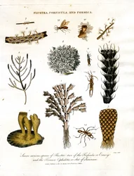 Seven Curious Species of Flustra; Two of the Forficula or Earwig; and the Formica Cephalotes; or Ant of Surinam