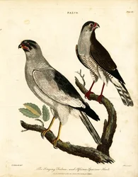 Singing Falcon and African Sparrow-Hawk