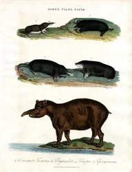 Shrews, Moles and Tapirs