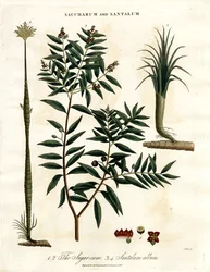 Sugar Cane and Sandalwood
