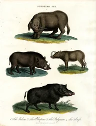 Sukotyro and Sus (Sukotyro and Pigs)