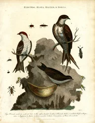 Swallows, Starling and Beetles
