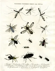 Tenebrio, Tenthedo, Thrips and Tipula - Insect Diversity