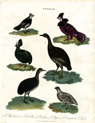 Grouse Species