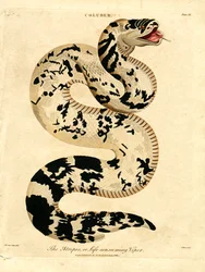 The Atropos, or Life-consuming Viper