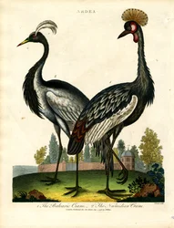 The Balearic Crane and The Numidian Crane