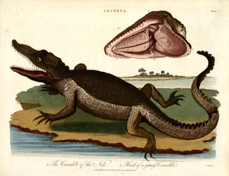 The Crocodile of the Nile and Head of a Young Crocodile