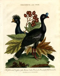The Globe-crested Curapson and the Mexican Cuckoo-Bird with a Branch of the Wild Service Tree