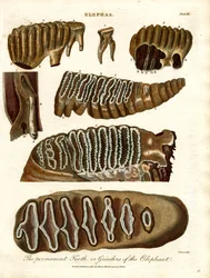 The Permanent Teeth or Grinders of the Elephant