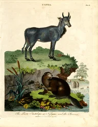 The Picta Antelope or Nilgau and the Beaver