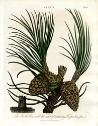 The Scotch Pine with the Mode of Extracting Turpentine from It