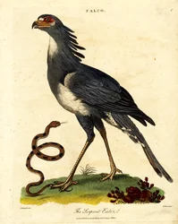 The Secretary Bird or Serpent Eater