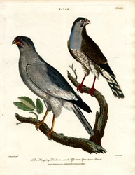 The Singing Falcon and African Sparrow-Hawk