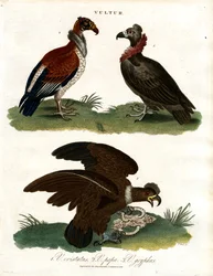 Three Vulture Species