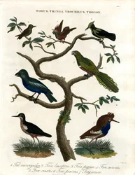 Todus, Tringa, Trochilus and Trogon