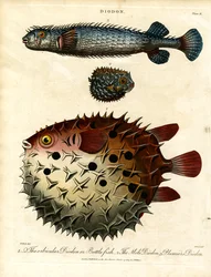 Various Porcupine Fish (Diodon)